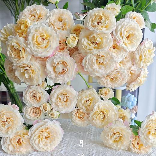 多头玫瑰 | 月瑶 商品图0