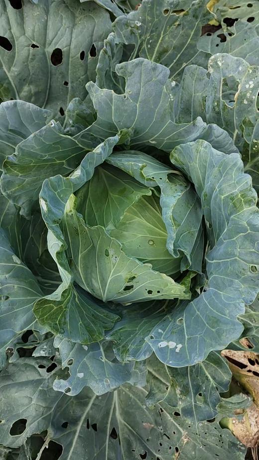 平包包心菜（400g以上)(半个/整个） 商品图7