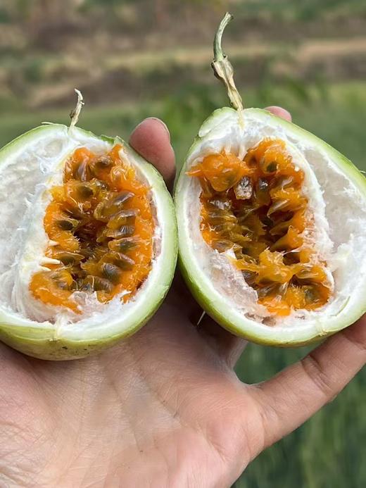 零农残百香果｜3斤｜现摘现发｜楚雄顺丰｜10月19号发 商品图1