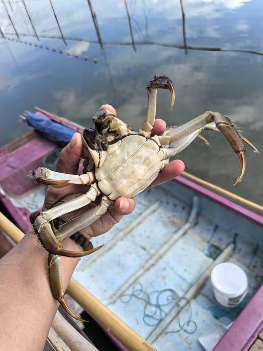 【正宗阳澄湖大闸蟹 买8送2】鲜活10只礼盒装 顺丰冷链速达 商品图6