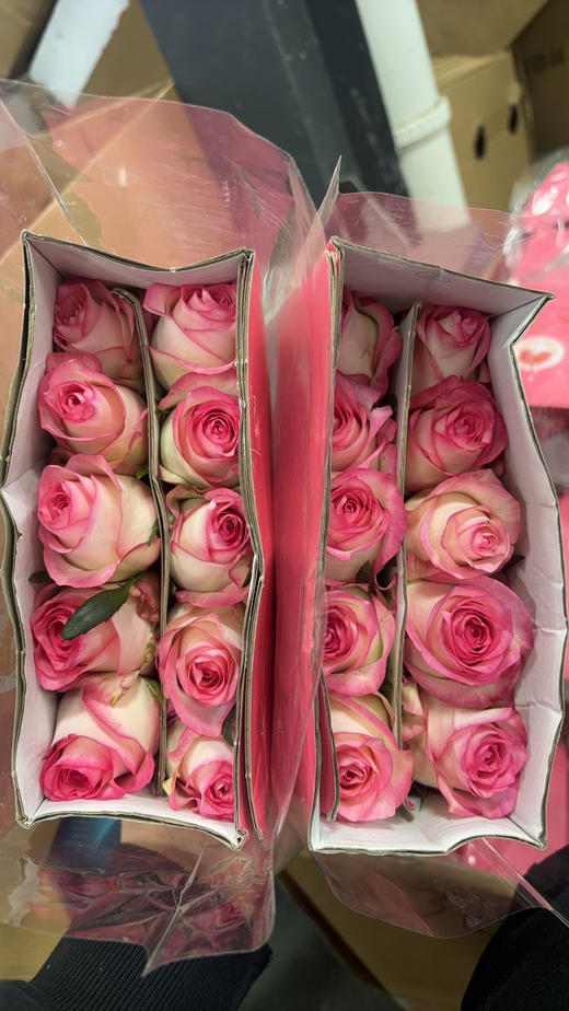 张良爱沙 商品图1