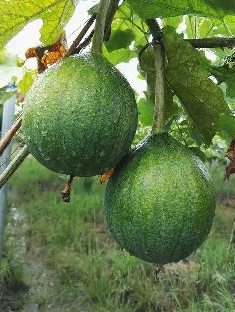 原味杜瓜子大果23.8元1袋250g，明天到 商品图2