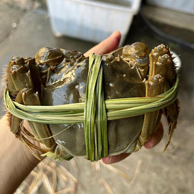 苏州精品大闸蟹（产地阳澄湖直发一蟹一扣一码）