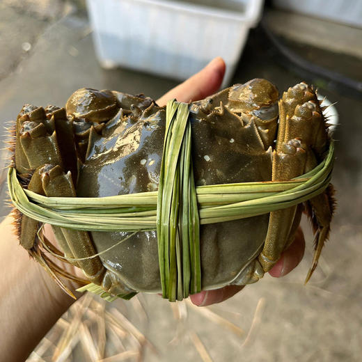苏州精品大闸蟹（产地阳澄湖直发一蟹一扣一码） 商品图0
