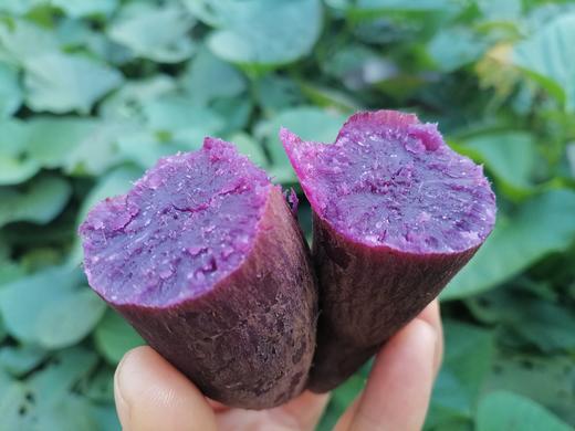 小辉农场紫薯🍠，限京津冀包邮！ 商品图0