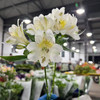 水仙百合.吉吉奶油 商品缩略图1