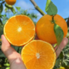 【满150元全疆包邮】爱媛果冻橙（5kg总重） 商品缩略图0