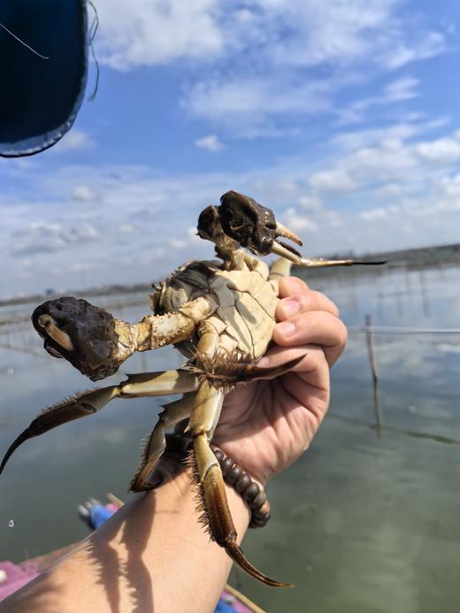 【正宗阳澄湖大闸蟹 买8送2】鲜活10只礼盒装 顺丰冷链速达 商品图7