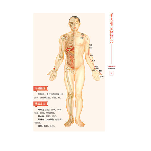 人体经络穴位速查大图册 贾云哲 张文征 主编 详细介绍了十二经脉 任脉 督脉和经外奇穴的取穴定位及功能主治 中国医药科技出版社 商品图4