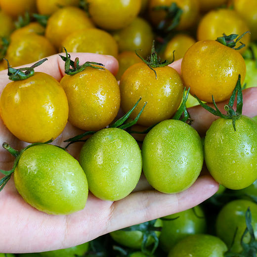 【山东双色小番茄】皮薄肉厚 酸甜可口 颗颗爆汁 2斤/3斤装 商品图0