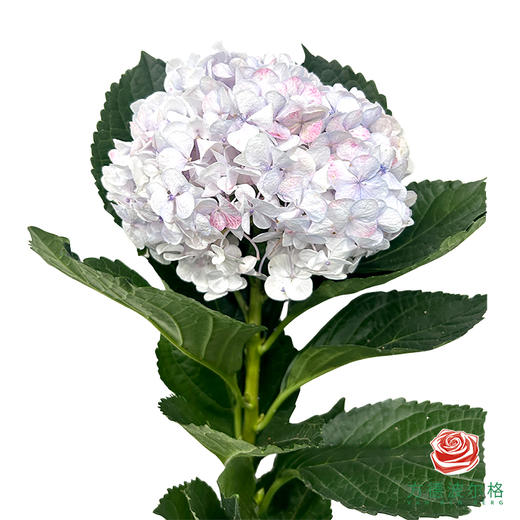 市场绣球 油画莫奈 1枝 商品图1