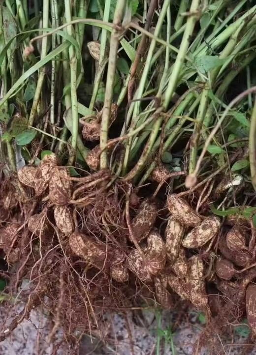 10月17日中午12点！福利代买采购分享！！【正宗黑花生】云南黑花生新鲜上市，“吃过都说好”的宝藏！当作日常零食，美味又养生。1公斤装 商品图1