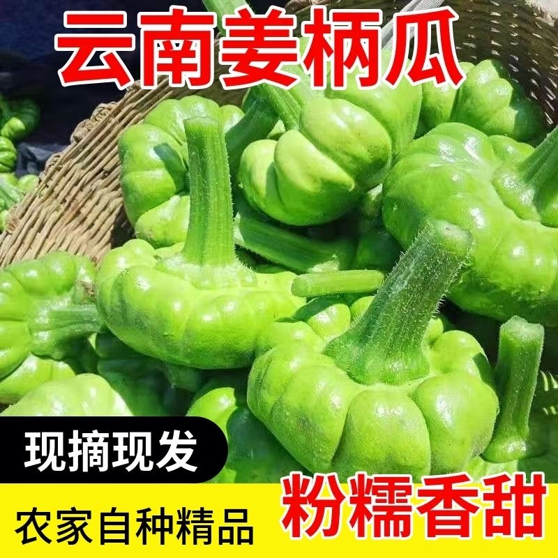 【现摘现发❗️正宗云南姜柄瓜】农家自种，可蒸、可煮、烹饪炒菜、熬汤样样行，怎么吃都美味！9斤整箱新鲜蔬菜小麦瓜10嫩5南瓜绿瓜
