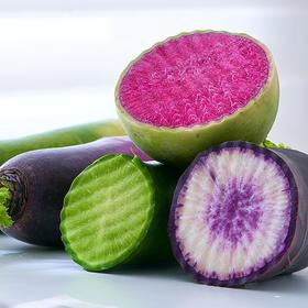 寿光  四色萝卜