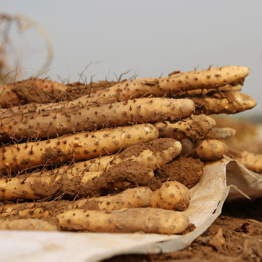 小白嘴 铁棍山药 5斤 皮薄细腻 商品图1