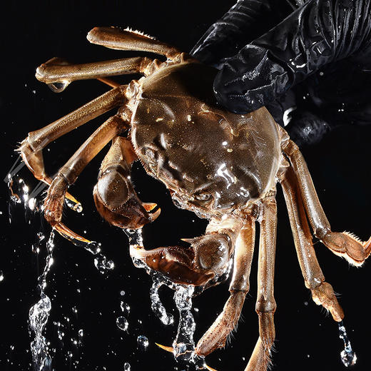 苏州精品大闸蟹（产地阳澄湖直发一蟹一扣一码） 商品图11