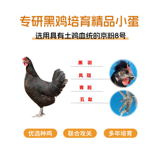 黄马甲黑金鸡蛋20枚装 商品图3