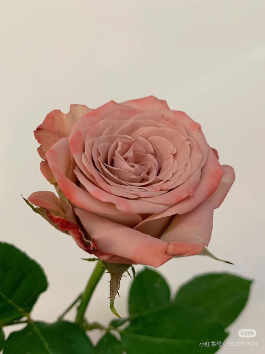 顺民卡布花头大 商品图0