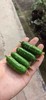 拇指黄瓜 清脆多汁 一口一根 超好吃 商品缩略图7