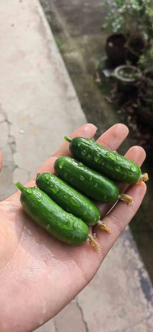 拇指黄瓜 清脆多汁 一口一根 超好吃 商品图7