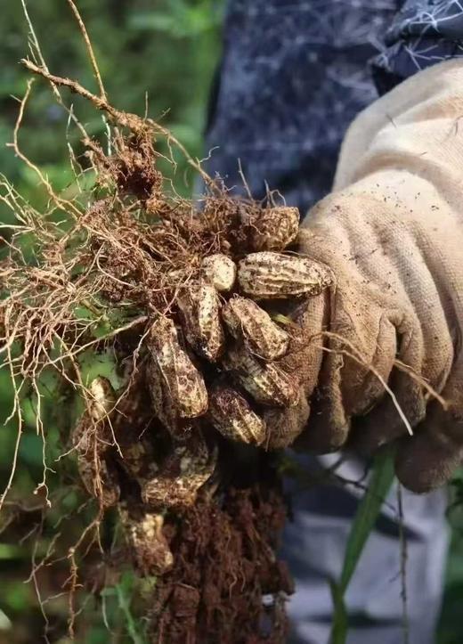 10月17日中午12点！福利代买采购分享！！【正宗黑花生】云南黑花生新鲜上市，“吃过都说好”的宝藏！当作日常零食，美味又养生。1公斤装 商品图2