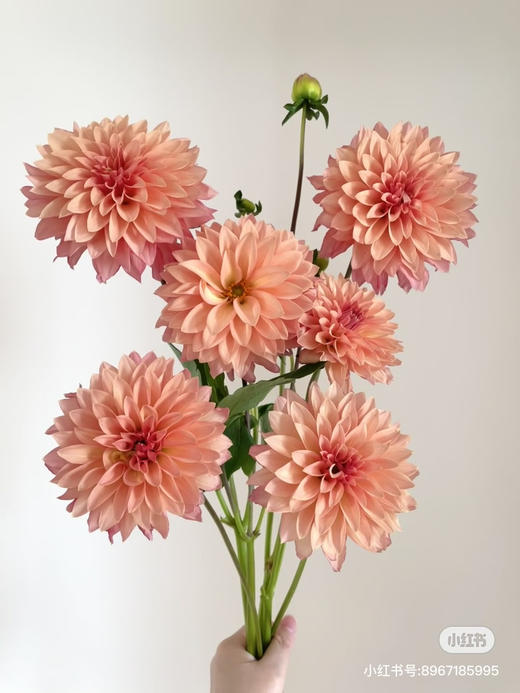 国产花材-【大丽花】三文鱼 商品图0