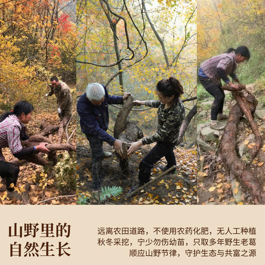 多跃有机葛根粉（10年）非遗特产天然葛根粉红罐  500g/罐（全国包邮，部分地区除外） 商品图4