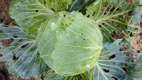 平包包心菜（400g以上)(半个/整个）