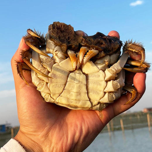 苏州精品大闸蟹（产地阳澄湖直发一蟹一扣一码） 商品图4