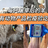 疯抢中！！顺丰/京东直发【宁夏滩羊·羊排/全羊块/羊蝎子】正宗6-8个月散养滩羊 人工手剁 肉质细嫩无膻味 3斤/6斤 商品缩略图4