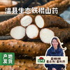 温县生态铁棍山药 3斤/5斤 | 合作农友生产，产自河南焦作温县，生产者：崔永利、崔利兵、崔娜娜 *【公平贸易农人定价】 商品缩略图0
