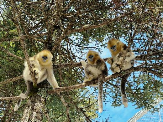 早鸟减600元！！圣诞假期&2026年寒假全新上新丨北纬30°神农架5天4晚亲子营 此生必去的50个地方之一 商品图1