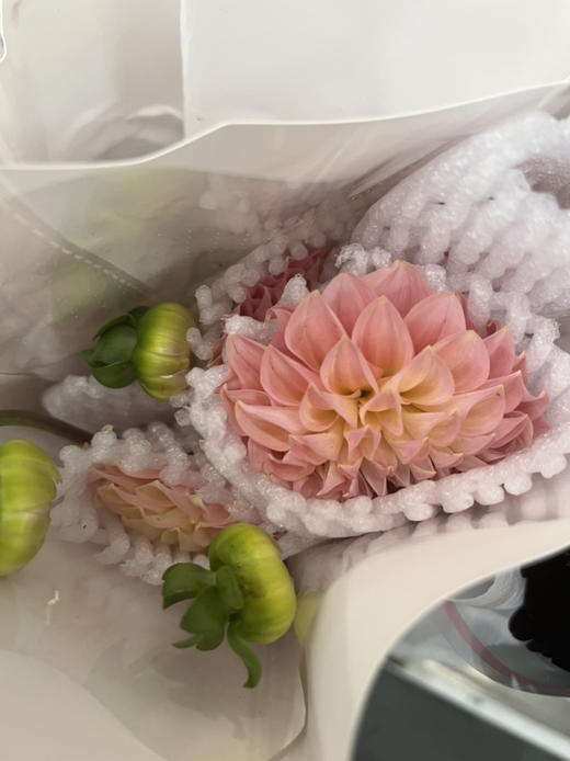 国产花材-【大丽花】三文鱼 商品图1