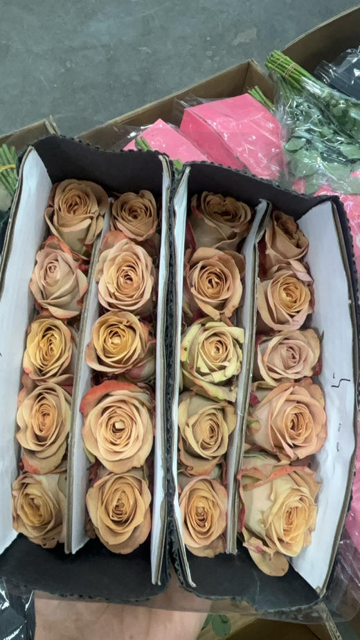 顺民卡布花头大 商品图1