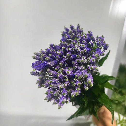 多头鼠尾·蓝紫色 商品图0