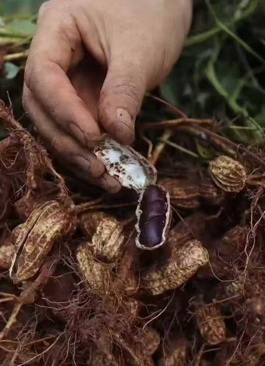 10月17日中午12点！福利代买采购分享！！【正宗黑花生】云南黑花生新鲜上市，“吃过都说好”的宝藏！当作日常零食，美味又养生。1公斤装 商品图3