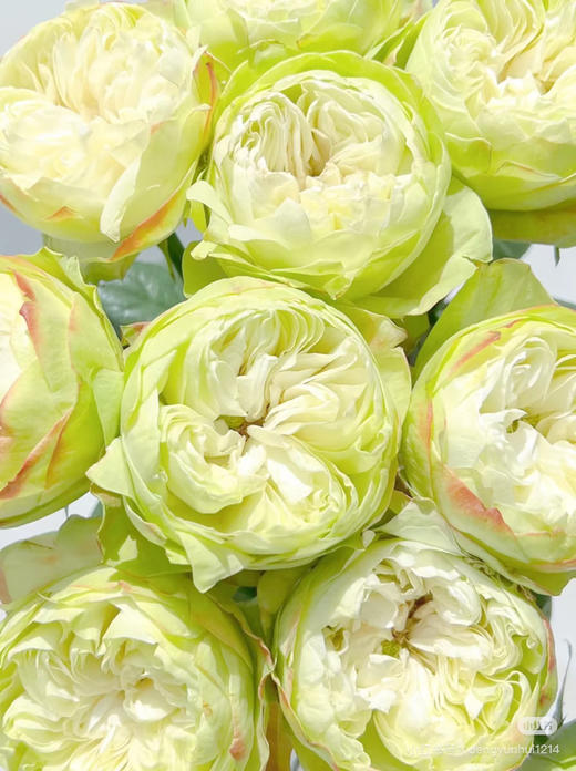 国产玫瑰-【夏雨荷】 商品图1