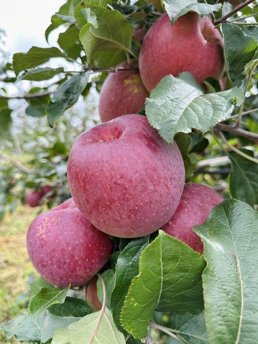 云南南诏冰糖心生态丑苹果 不套袋自然生长 果味浓郁 黄金酸甜比 汁多爽脆 商品图5