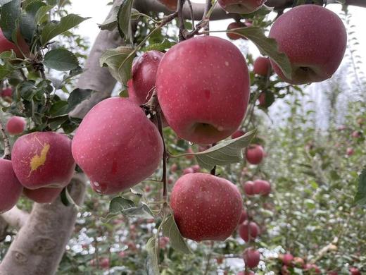 云南昭通丑苹果 口感爽脆 核小肉厚 清甜多汁 果肉细腻无渣 商品图2