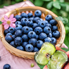 【顺丰包邮】花香蓝莓 颗颗饱满 花香浓郁 脆嫩清甜 一口爆浆 富含花青素 九甜一酸超好吃 护眼好搭档 现采现摘 产地新鲜直发 顺丰空运直达 商品缩略图3