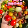 攀枝花露天不同口感小番茄 4盒*250g（尝鲜装盲盒版小番茄） 商品缩略图3