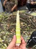 熊猫外卖到啦！熊猫笋上市啦，2斤装 商品缩略图3