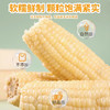 新疆甜糯玉米2.5kg/箱8-10根装 商品缩略图6