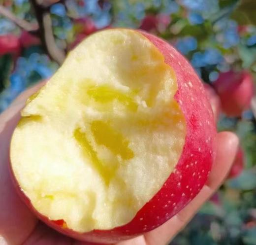 云南南诏冰糖心生态丑苹果 不套袋自然生长 果味浓郁 黄金酸甜比 汁多爽脆 商品图8