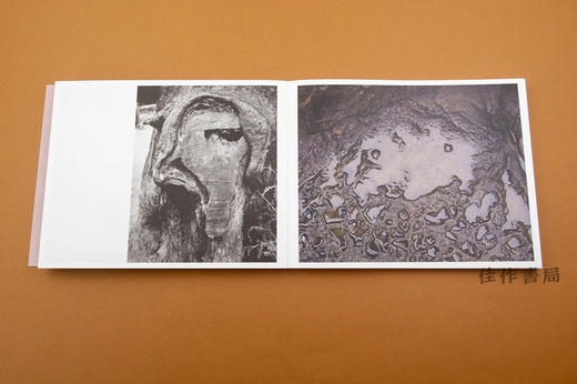 Adam Thorman: Creatures Found / 亚当·索尔曼：被发现的生物 商品图3