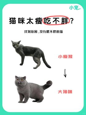 猫咪太瘦吃不胖⁉️