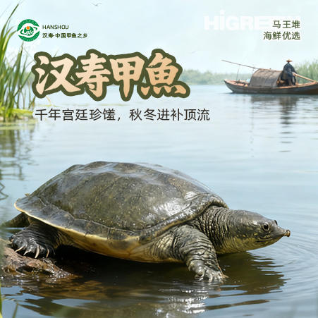 汉寿甲鱼【HXDY】 商品图2