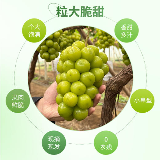 【顺丰快递】辽营黄金产地阳光玫瑰 粒大脆甜  甜度18+ 满口玫瑰香 满口浓郁玫瑰香 - ABYQ 商品图1