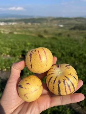 好山好水得【云南石林树上熟人参果】皮薄肉厚 鲜甜多汁