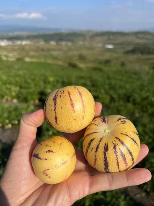 好山好水得【云南石林树上熟人参果】皮薄肉厚 鲜甜多汁 商品图0